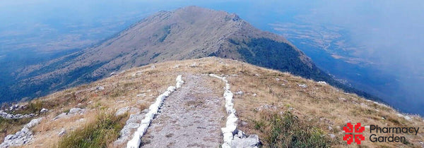 Vinterkyndel (Satureja montana) från Rtanj berget